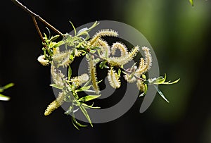 Risen blooming inflorescences male flowering catkin or ament on a Salix alba white willow in early spring. Collect pollen from flo