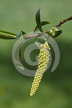 Risen blooming inflorescences male flowering catkin or ament on a Salix alba white willow in early spring. Collect pollen from flo