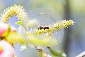 Risen blooming inflorescences male flowering catkin or ament on a Salix alba white willow in early spring before the leaves. Col