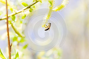 Risen blooming inflorescences male flowering catkin or ament on a Salix alba white willow in early spring before the leaves. Col