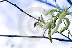 Risen blooming inflorescences male flowering catkin or ament on a Salix alba white willow in early spring before the leaves. Col