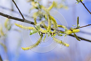 Risen blooming inflorescences male flowering catkin or ament on a Salix alba (white willow) in early spring before the leaves. Col