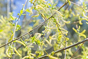 Risen blooming inflorescences male flowering catkin or ament on a Salix alba (white willow) in early spring before the leaves. Col