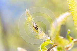 Risen blooming inflorescences male flowering catkin or ament on a Salix alba white willow in early spring before the leaves. Colle