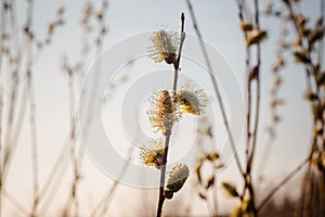 Risen blooming inflorescences male flowering catkin or ament on a Salix alba white willow in early spring before the leaves. Colle