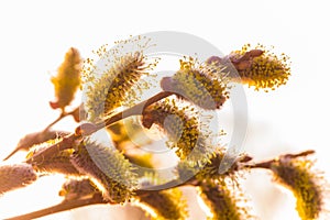 Risen blooming inflorescences male flowering catkin or ament on a Salix alba white willow in early spring before the leaves. Colle