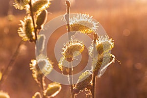 Risen blooming inflorescences male flowering catkin or ament on a Salix alba white willow in early spring before the leaves. Colle