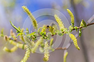 Risen blooming inflorescences male flowering catkin or ament on a Salix alba white willow in early spring before the leaves. Colle