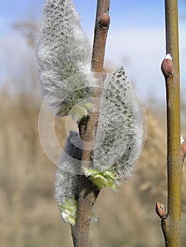 Risen blooming inflorescences male flowering catkin or ament on a Salix alba white willow in spring before leaves. Collect pollen