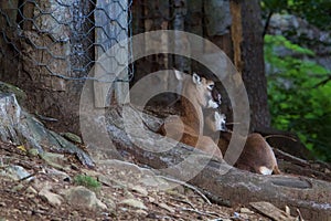 Parco dell`Orecchiella coppia di mufloni photo