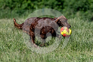Rish setter playing with ball,selective focus on the dog