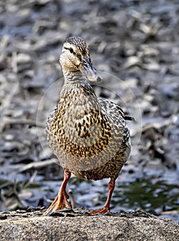 Rising Above the Muck: Female Mallard Perches on a Rock