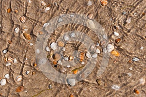 Touching sea shells with different colors under the wrinkles of