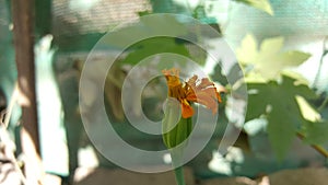 Rising flower indian genda beautiful flower