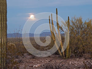 Rising Full Moon in the Desert