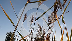 Rising through golden grass to sun