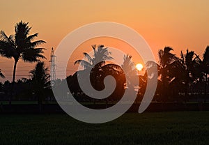 Rising Golden Sun with Light through Shadows of Trees - Landscape with Energy Resources