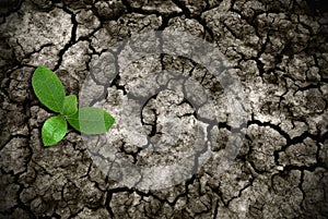 Rising grass on cracked ground