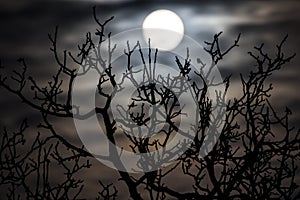 Rising moon behind a tree