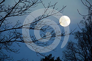 Rising moon. Tree branches in silhouette against a shining moon in a dark blue night sky photo