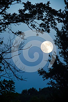Rising moon. Tree branches in silhouette against a shining moon in a dark blue night sky photo