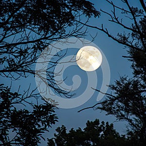 Rising moon. Tree branches in silhouette against a shining moon in a dark blue night sky photo