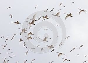 Rising snow geese & tundra swans