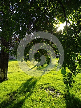 The rising sun makes its way through the foliage of tree