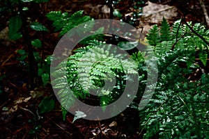 The rising sun makes the raindrops shimmer on the fern leaf Jenningsville Pennsylvania