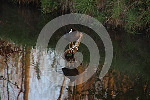 Rising sun in the morning shines on an europeean coot sitting on a .thick branch in the water at park Hitland photo