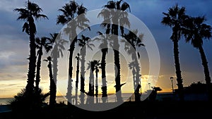 Rising sun and palms silouette photo