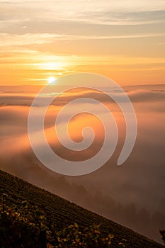 Rising sun in the vineyards over the early morning fog over Main river