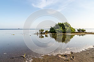 Rising tide at the mudflats of Barr Al Hikman in Oman with pocket of mangrove