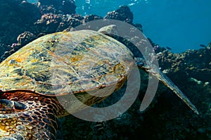 Rising Up from the Depths