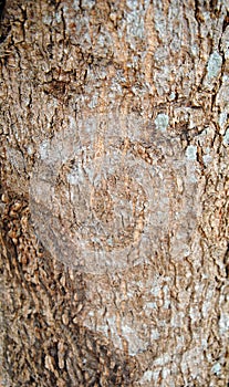 RISK OF DEFORESTATION