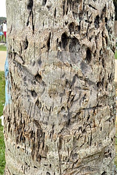 RISK OF DEFORESTATION