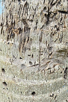 RISK OF DEFORESTATION