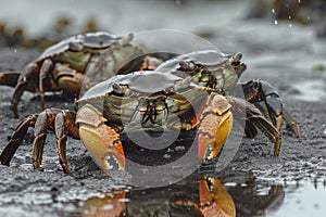 Risky Bering sea fishing crabs. Generate Ai photo
