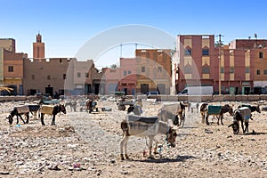 Rissani market in Morocco and the parking of donkeys and mules.