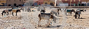 Rissani market in Morocco and the parking of donkeys and mules in Africa. Web banner in panoramic view