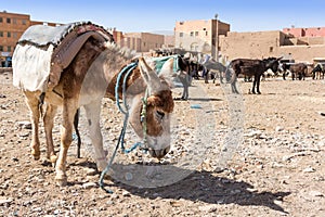 Rissani market in Morocco and the parking of donkeys and mules. photo
