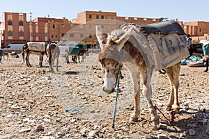 Rissani market in Morocco and the parking of donkeys and mules. photo