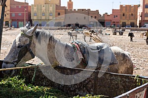 Rissani market in Morocco and the parking of donkeys and mules. photo