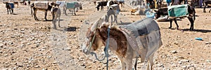 Rissani market in Morocco and the parking of donkeys and mules in Africa. Web banner in panoramic view photo