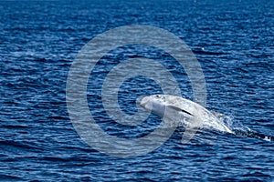 Risso Dolphin Grampus in Atlantic ocean