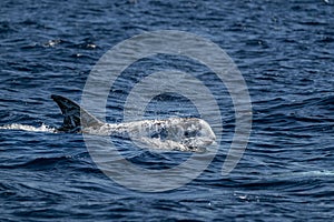 Risso Dolphin Grampus in Atlantic ocean