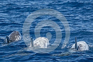 Risso Dolphin Grampus in Azores