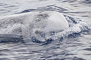 Risso Dolphin Grampus in Mediterranean