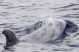 Risso Dolphin Grampus in Mediterranean