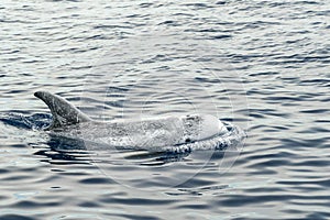 Risso Dolphin Grampus in Mediterranean